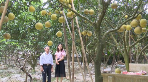 bưởi.jpg