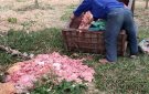 TIÊU HUỶ 220 KG DA VÀ NỘI TẠNG TRÂU, BÒ ÔI THIU, BIẾN ĐỔI MÀU SẮC