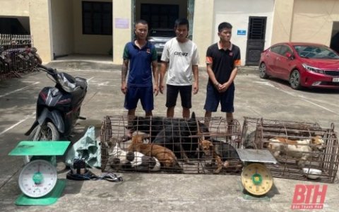 Triệt phá ổ nhóm trộm cắp gần 100 con chó