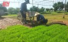 ĐỔI MỚI CƠ CẤU GIỐNG LÚA VỤ MÙA 2024