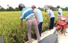 XÃ BẮC LƯƠNG THĂM ĐỒNG ĐÁNH GIÁ NĂNG SUẤT LÚA VỤ MÙA NĂM 2024